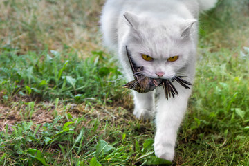 Obraz premium White cat caught a bird, hunter with prey