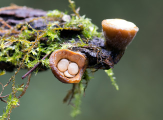 Bird's-nest fungus, Crucibulum laeve