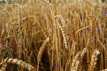 Autumn wheat field with ripe corn