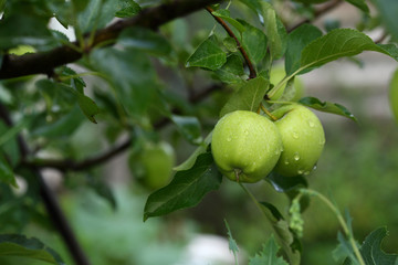Organic apple in garden