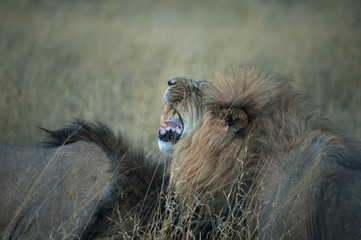 Fototapeta na wymiar lion roaring