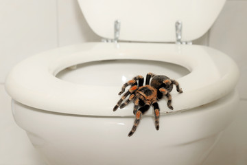 Eine Vogelspinne sitzt auf der Toilette in einem Badezimmer, Szene bei Tag