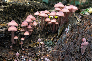 Bleeding Fairy Helmet Mushrooms (Mycena Haematopus)