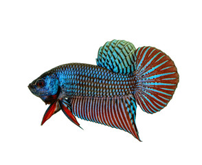 Mahachai betta or Betta mahachaiensis, beautiful Siamese Fighting Fish isolated with white background and clipping path, Thailand.