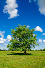 Fototapeta na wymiar Sunny summer scene with lonely growing green lush tree on a background of blue sky with beautiful bright clouds.
