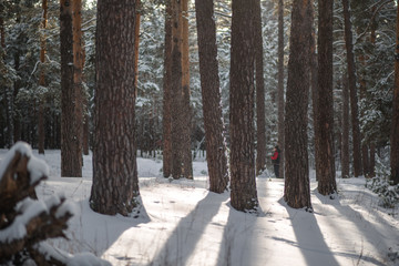 sun rays through the trees in winter
