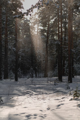 sun rays through the trees in winter