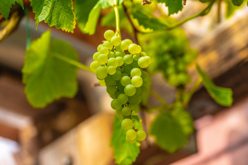 Weitrauben weiß am Weinstock