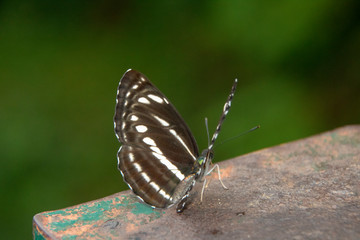 black butterfly