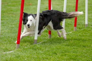 Border collie noir et blanc en agility