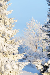 Winter scene - snowy trees