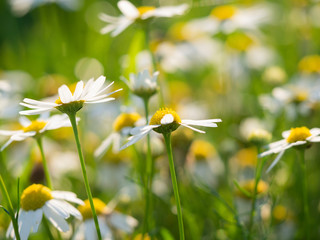 Chamomile (Matricaria chamomilla) flowers blooming on the meadow