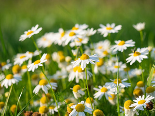 Chamomile (Matricaria chamomilla) flowers blooming on the meadow