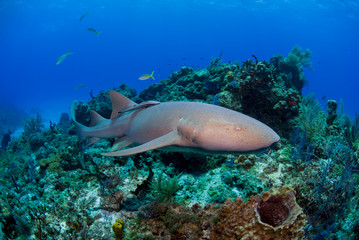 Nurse shark swimming along the reef