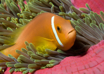 Maldives Anemonefish in its anemone