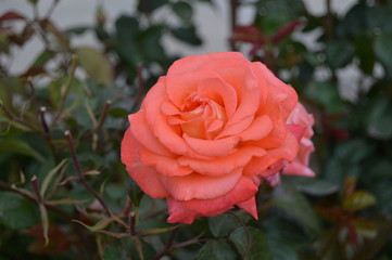 pink rose in garden