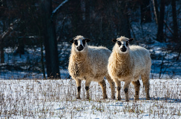 a sheep herd (breed - valaska) close up in winter