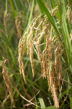 Rice Production In Thailand Represents A Significant Portion Of The Thai Economy And Labor Force. This Is A Picture Of Gold Rice Field In Norther Part Of Thailand.