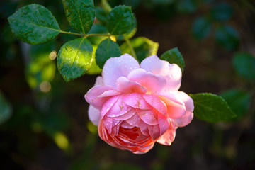  rose flower garden