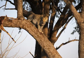 Gardinen Leopard on a tree © tinopepe