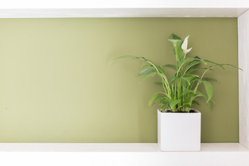 Plant in a flower pot on a white shelf and green wall. 
