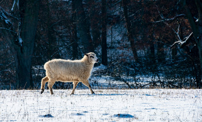 Fototapeta premium sheep (breed - valaska) close up in winter