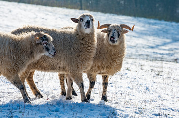 Naklejka premium a sheep herd (breed - valaska) close up in winter