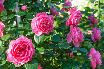  rose flower garden