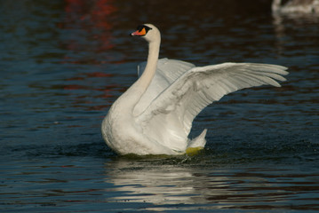 swan