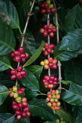 Red cherry Arabica coffee bean at at hill tribe village in northern part of Thailand. Arabica beans are grown in northern Thailand and robusta beans in the south.