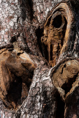 Baumstamm mit Narben