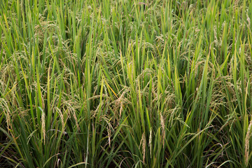 Rice production in Thailand represents a significant portion of the Thai economy and labor force. This is a picture of gold rice field in norther part of Thailand.