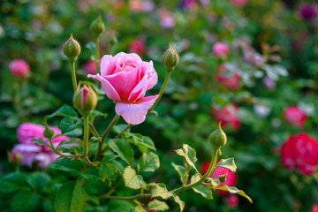 rose flower garden