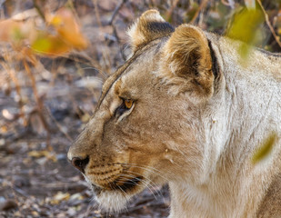 Fototapeta na wymiar Female lion ( Panthera Leo) laying down, Ongava Private Game Reserve ( neighbour of Etosha), Namibia.