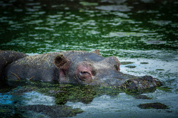 hippopotamus