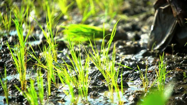 Rural farm worker planting rice seedlings in field Java South East Asia