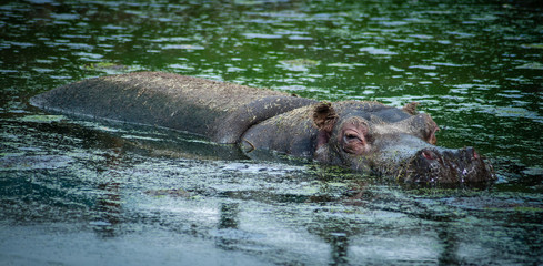 Fototapeta premium hippopotamus