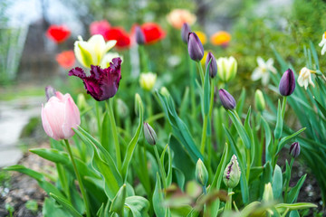  rose flower garden