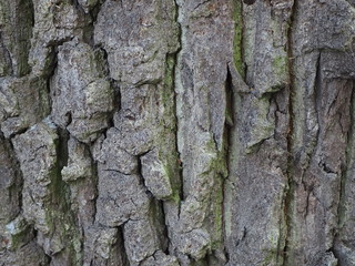 bark of a tree