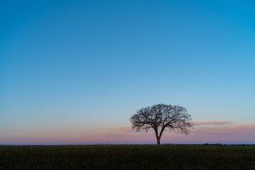 Obraz premium Sunrise Tree