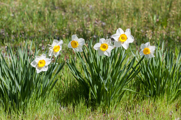 Blooming white daffodils