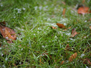 green lawn with dew