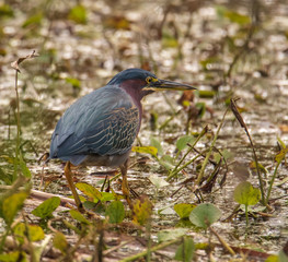 Green Heron