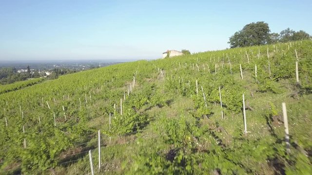 Aerial view of vineyards