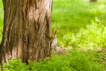 The squirrel at the trunk of the old tree