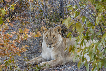 Female lion ( Panthera Leo) laying down, looking in the camera, Ongava Private Game Reserve ( neighbour of Etosha), Namibia.