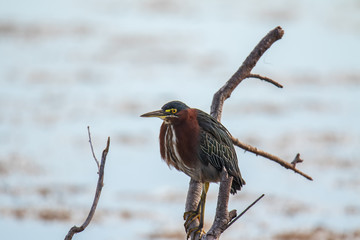 Green Heron