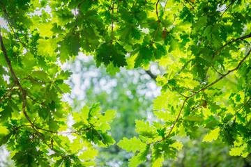 Epping Forest walks and trees