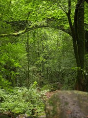 Obraz premium Walk in the woods in Pontedeume.