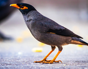  The common Myna or Indian Myna (Acridotheres tristis), sometimes spelled mynah, is a member of the...